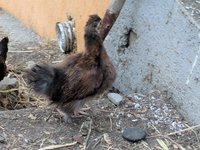 silkie back.jpg