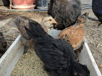 silkie side.jpg
