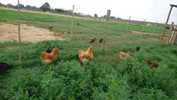 IMG-20171230-WA0001.jpg