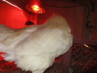 IMG_2942.JPG