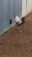 Rooster.jpeg