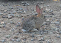 Bunny in back yard.jpg