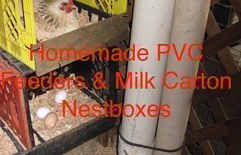 Keeping Chickens On A Budget: Tips From 'The Queen of Freecycle'
