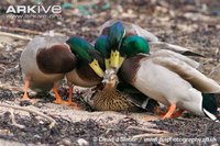 Male-mallard-ducks-attempting-to-mate-with-female.jpg Male-mallard-ducks-attempting-to-mate-with-female.jpg