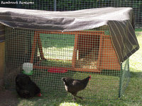 Broody Coop 4th October.JPG