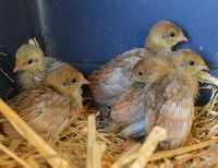 Button chicks (2017_09_26 01_14_10 UTC).jpg