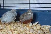 Button quail 4.jpg