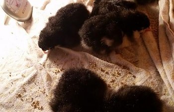 May 2017 8 langshan chicks.jpg