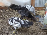 Brood pen 1(43,35 & 28).JPG