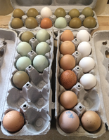 eggs.png