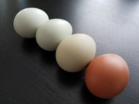 Eggs1.jpg