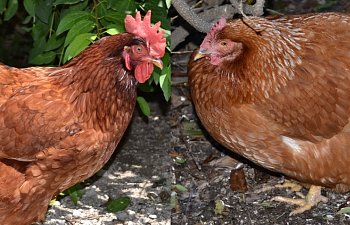 Production red and red sexlink compare.jpg