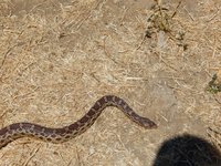 DSCN3275 (Large).JPG