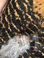 610E575C-9C8C-4E67-A686-94A9FF2DDC81.jpeg