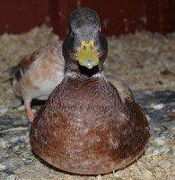 Malcolm ducky mode.jpg