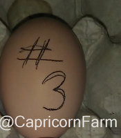 egg3.jpg