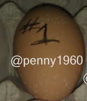 egg 1.jpg