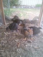 Chicks 291217.jpg