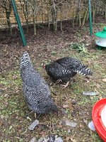 IMG_6097.JPG