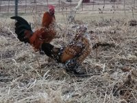 IMG_20180109_164259~2 (640x484).jpg