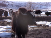 Yearling bulls and Main herd 010.JPG