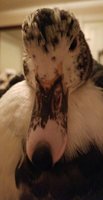 orca-image-1514854557375.jpg_1514854557511.jpeg