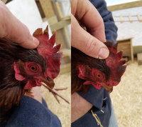 Gloria1-Side-By-Side.jpg