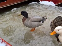 WP_20180109_09_19_26_Pro_LI.jpg