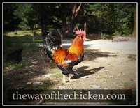 rooster-wellsummer-chicken.jpg
