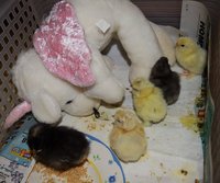Silkie1.jpg