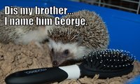 Hedgehog-Meme.jpg