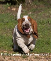 funny-fat-dog-running-04.jpg