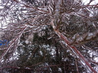 100_1773.JPG
