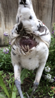 IMG_4645.PNG IMG_4645.PNG