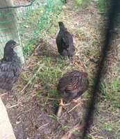 cmp Chicks 7wks Blue Australorp Black Australorp and Black Gold Laced Wyandotte 140118.jpg