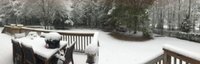 backyard.jpg