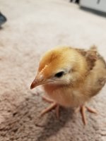 20180117_180401.jpg