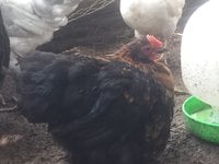 pekin1.JPG