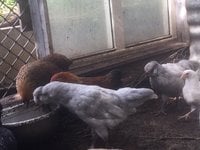 araucana3.JPG
