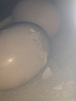 3F35E529-4EC4-4358-A673-9262D9E254CC.jpeg