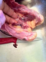 butchering-rooster-18-Copy.jpg
