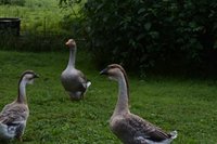 DSC_0960 (640x427) (2).jpg