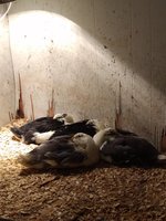 IMG_20180118_213600385.jpg