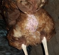 chicken_butt_1.jpg