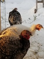 20180119_163532.jpg