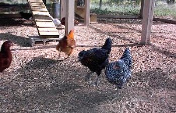chick2.jpg