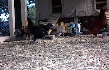 chick13.jpg