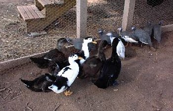 duckguinea.jpg