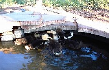 duckpond2.jpg
