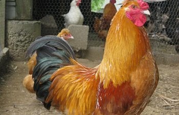 What to Do When Your Roosters are Fighting and How to Care for Them Afterwards